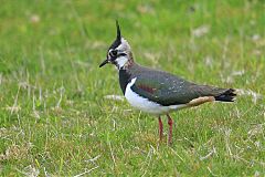 Northern Lapwing